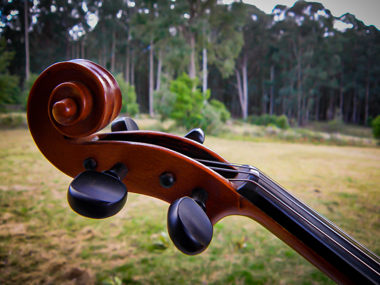 Inspired by nature: Callicoma Hill's music competition